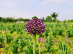 -花开海上生态园