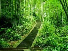 -蜀南竹海景区