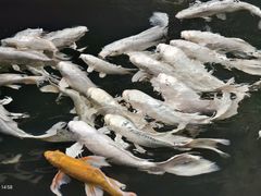 -南宫五洲植物乐园