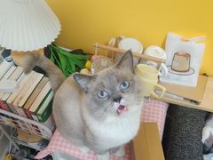 -瑞派康怡24h宠物医院·犬猫医疗中心·微创绝育(瑞景分院)