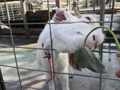 -前小桔亲子创意农场·草莓采摘·露营烧烤