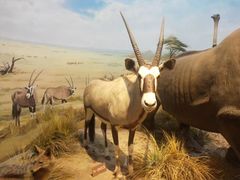 -陕西自然博物馆