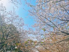 -高东镇樱花园