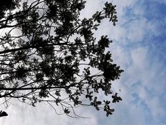-满天星花园