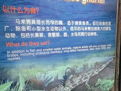 -广州长隆飞鸟乐园