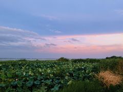-七的湖·晚芳亭·阳澄湖农家菜·大闸蟹(莲花岛店)