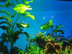 -太平洋海底世界