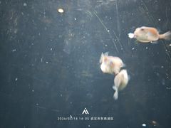 -海合安武汉极地海洋公园
