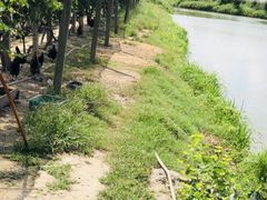 -马陆小张葡萄园农家乐