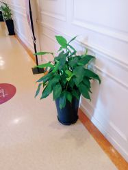 -安琪儿妇产医院·医养月子中心