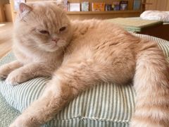 -CAT’S MEWSTAR CAFE·喵星球猫屋(晴湾咖啡店)