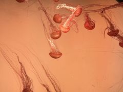 -沈阳海洋探索中心