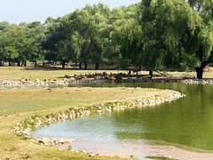 -北京麋鹿生态实验中心