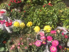 -中环花鸟鱼虫市场