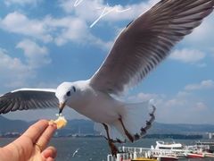 -海埂大坝