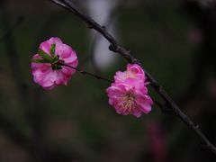 -东北大学(南湖校区)