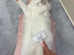 -小猫来了·猫舍(红山六九七九店)