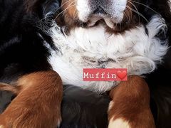 -Apple零售店(成都太古里店)