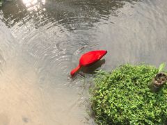 -吉隆坡雀鸟公园