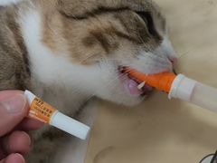 -宠福鑫动物医院·动物疾病诊疗中心(天通苑店)