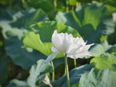-荷塘月色湿地公园·向阳花洲