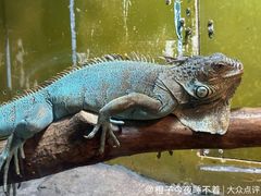 -上海大自然野生昆虫馆(东方明珠·爬宠昆虫探索中心)