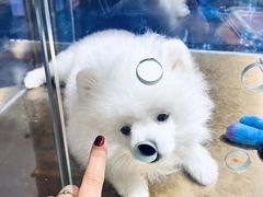 -FAELING PETS美天灵宠物(富力广场店)