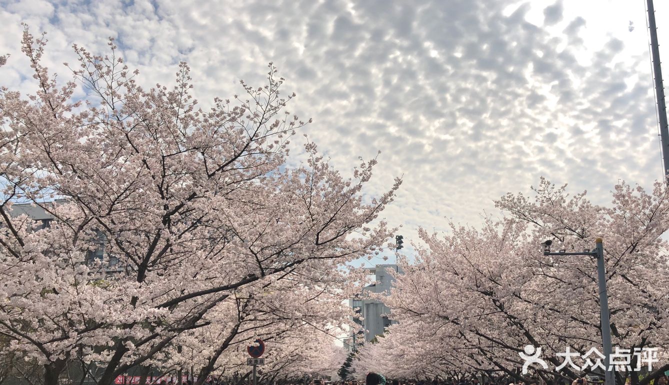 同济🌸