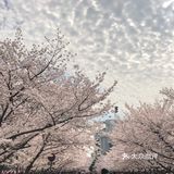 同济🌸