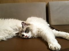 -MOCHA明星猫咖(田子坊店)