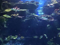 -暹罗海洋世界