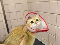 -FAELING PETS美天灵宠物(富力广场店)