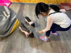 -Moni星球萌宠·小马宝莉·灵蛇·高端高阶全萌宠互动体验俱乐部(红豆国际广场店)