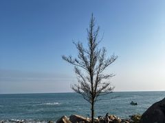 -广东惠东海龟国家级自然保护区