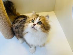 -十月米努特矮脚猫舍