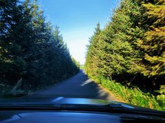 -五营红松林海景区