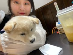 -逗柴咖啡屋·狗咖猫咖宠物桌游