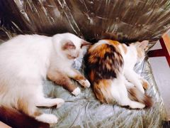 -猫色咖啡·猫咖