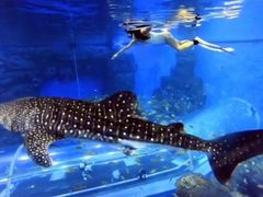 -成都浩海立方海洋公园