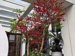 -广州白天鹅宾馆