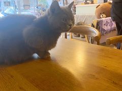 -平行世界·猫咖(首经贸店)