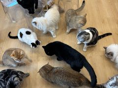 -有喵·猫咖·狗咖·30几只猫10只小狗(岗厦店)