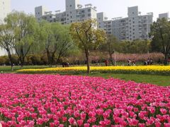 -大宁郁金香公园-停车场