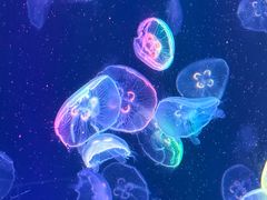 -海合安成都极地海洋公园