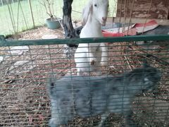 -福建鲤鱼洲酒店