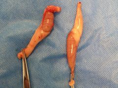 -菲尔斯特宠物医院