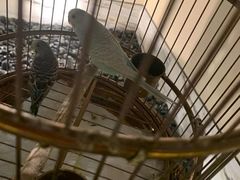 -小厨娘淮扬菜(六合欢乐港店)