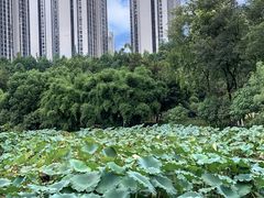 -龙头寺公园