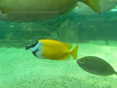 -悉尼海洋生物水族馆
