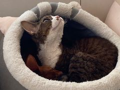 -Let's go狗咖·猫咖·奶狗·桌游(春熙路IFS店)